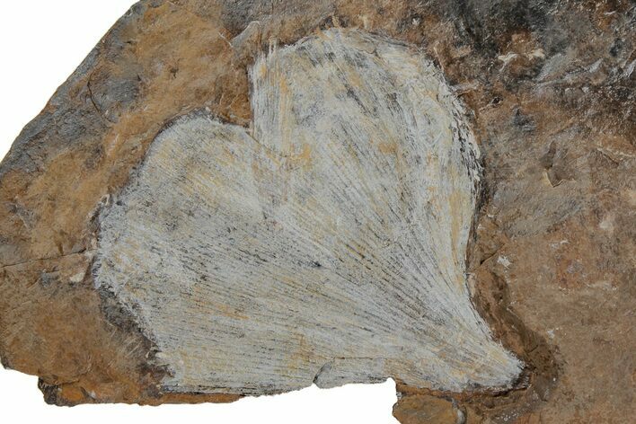 Fossil Ginkgo Leaf From North Dakota - Paleocene #215483